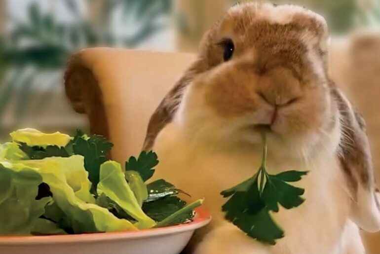 Pet bunny will eat ANYTHING! Funny and cute rabbit | The Koala