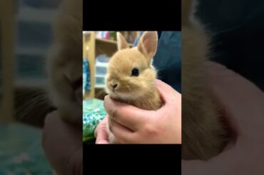 Cute Baby Rabbit #short #shorts #rabbit #bunny #animal #animals #cuteanimals #pet #pets #cute #baby