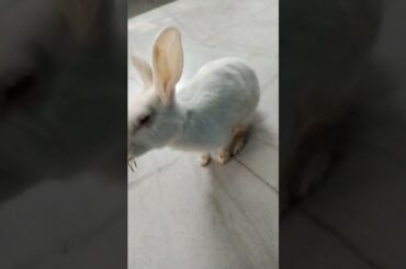#cute #baby #bunnies #beautiful #ytshorts #shorts #shortvideo