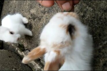 CUTE BABY BUNNIES RABBIT VIDEOS