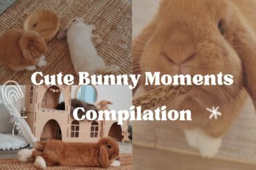 Cute Bunny Compilation - Mini Lop Rabbits