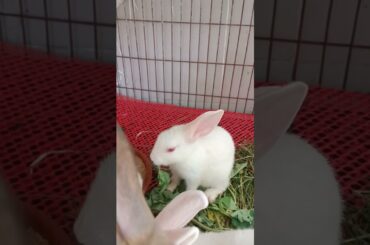 g63 cute bunny eating #shorts #bunny #rabbit
