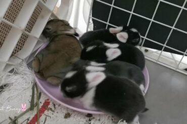 Funny and Cute Baby Bunny Rabbits Video 2 | Happy Bunny Videos