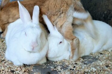A Cute Bunny Trio Relaxing Before Bedtime