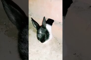funny and cute baby bunny rabbit video#shorts