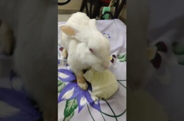 #cute #rabbit #babies #shorts #chubby #bunny #vlog #video #shortvideo #ytshorts #cutest #bunnies