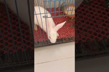 g18 cute bunny #shorts #bunny #rabbit