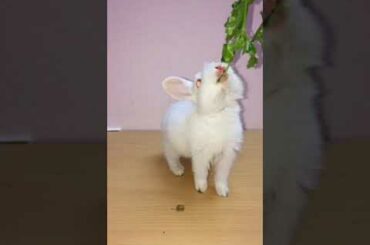 Cute bunny rabbit #shorts #youtubeshorts