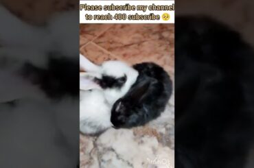 #baby#business#rabbit#cute baby bunny day