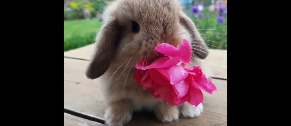 Cute Baby Bunny Nomming Flowers