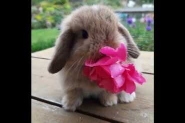 Cute Baby Bunny Nomming Flowers