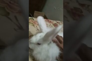 pet angora rabbit #shorts #cute #cute #fluffy #rabbit