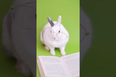 CUTE RABBIT #shorts #beautiful