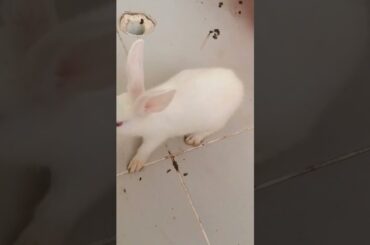 #f96 cute bunny #shorts #bunnyrabbits #rabbit