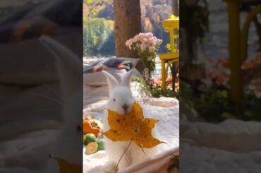 cute bunny, Cute &Funny animals