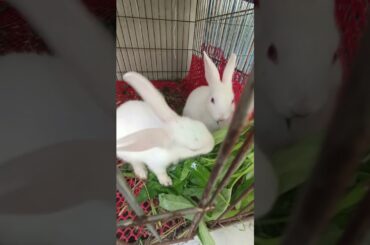 g78 cute bunny eating vegetables #shorts #rabbit #bunny