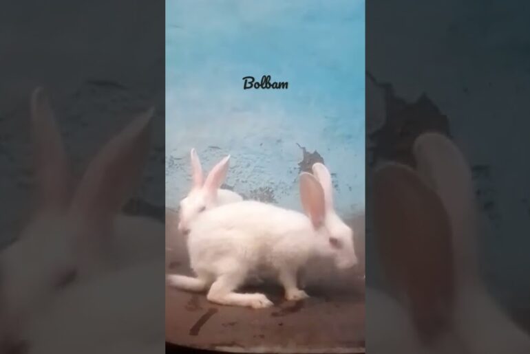 Cute baby rabbit playing bolbam #shorts