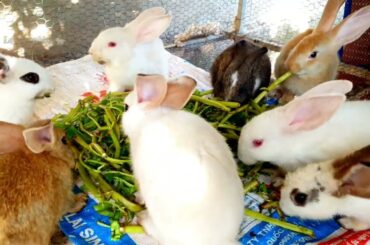 Cute Baby Rabbits Playing,Feeding Activities  Bunny Rabbit #17