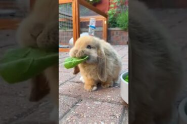 Cute Bunny Eating leaves