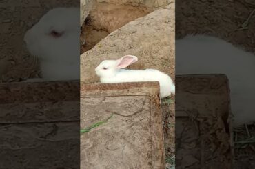 cute rabbit