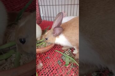 g86 cute bunny eating #shorts #rabbit #bunny