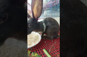 g88 cute bunny eating #shorts #rabbit #bunny