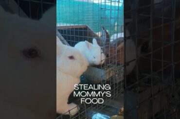 cute bunny stealing mommy's food #shorts