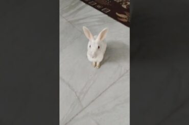 #cute #baby #bunnies #rabbitvideo #chubby #bunny #vlog #shorts #shortvideo #ytshorts #funny #babies
