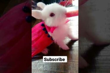 Cute Rabbit Favourite Food #shorts #viral #rabbit