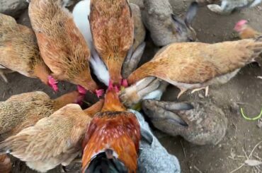cute rabbit happily eating - cute bunnies are fed a lot