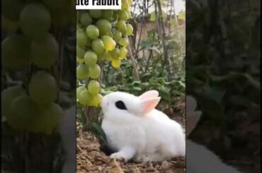 cute rabbit