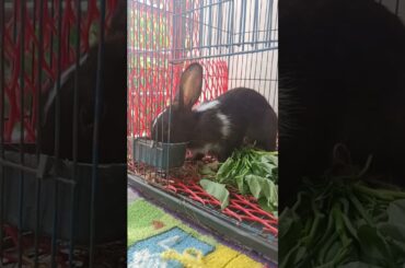 h6 cute bunny eating #shorts #rabbit #bunny