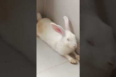 g84 cute rabbit leisure time #shorts #rabbit #bunny