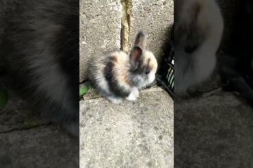 SO COOL SO ADORABLE BABY RABBITS