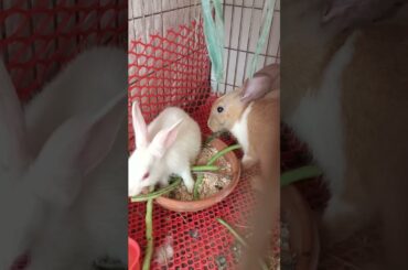 g85 cute bunny eating #shorts #rabbit #bunny