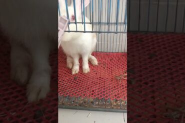 h8 cute funny rabbit #shorts #rabbit #bunny