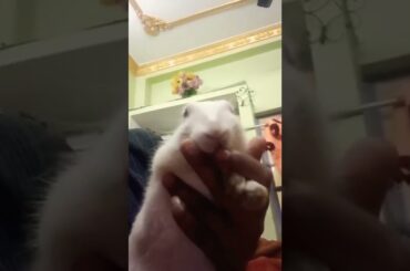 cute rabbit