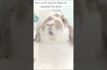 cute bunny
