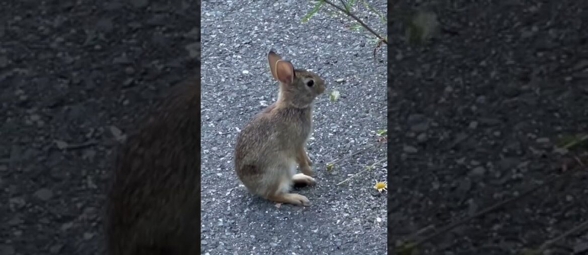 Cute Baby Bunny Rabbit Eating Flowers #youtubeshorts #animals  #rabbit