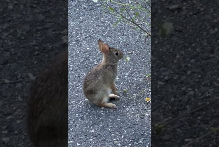 Cute Baby Bunny Rabbit Eating Flowers #youtubeshorts #animals  #rabbit