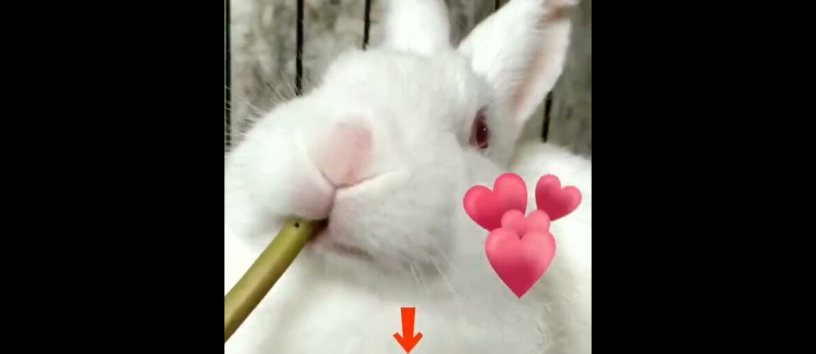 Cute rabbit #shorts #rabbits #bunnys #cuterabbits #tiktokrabbits
