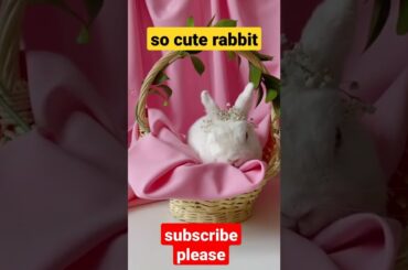 so cute rabbit#shorts