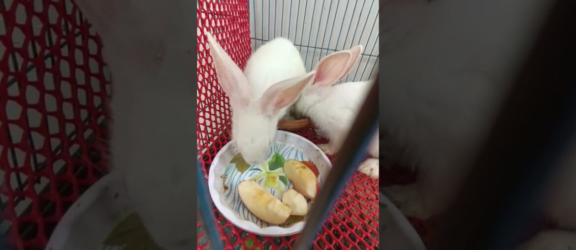 h16 cute bunny eating apple #shorts #bunny #rabbit