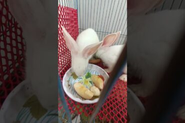 h16 cute bunny eating apple #shorts #bunny #rabbit
