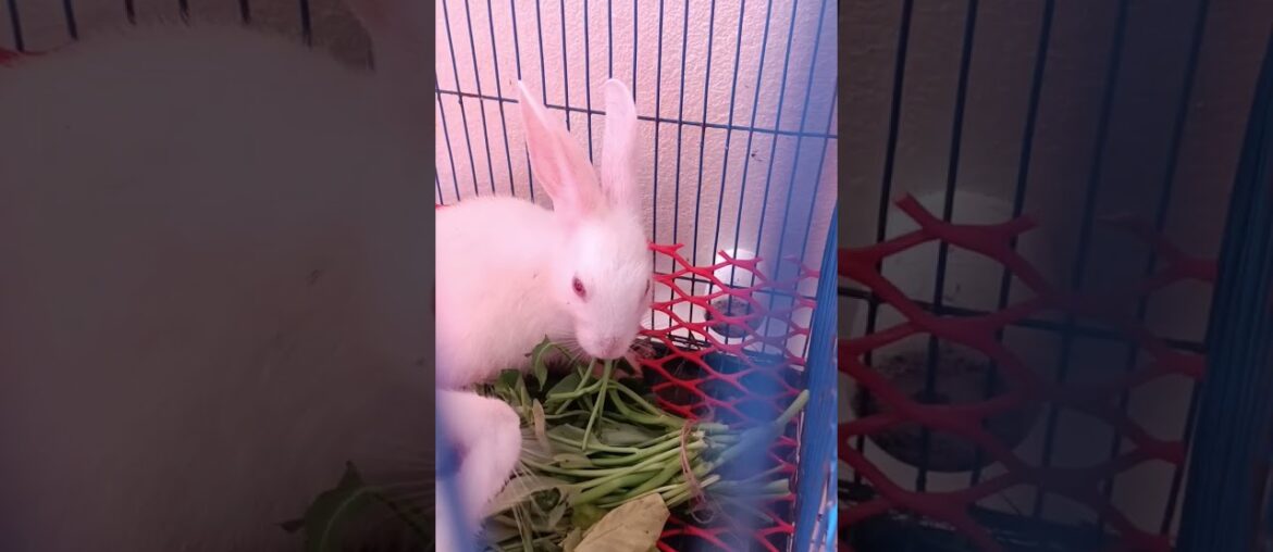 h12 cute bunny eating #shorts #rabbit #bunny