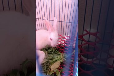 h12 cute bunny eating #shorts #rabbit #bunny