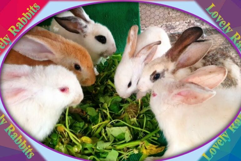 Cute Baby Rabbits Playing, Feeding Activities  Bunny Rabbit #19