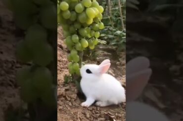 Cute rabbit eating grapes