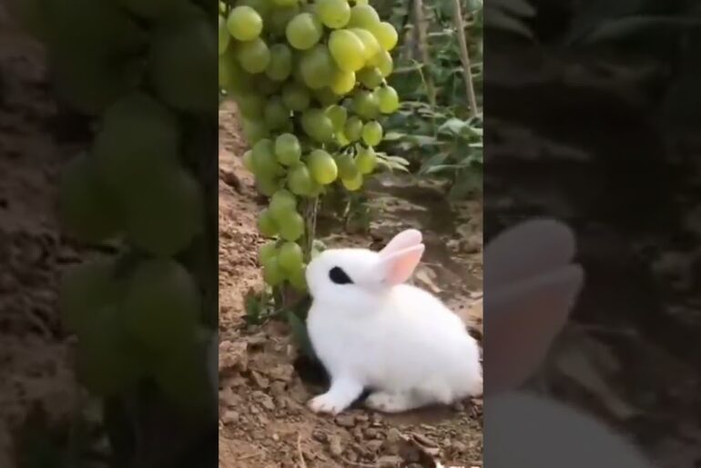 Cute rabbit eating grapes