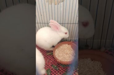 g14 cute bunny rabbit #shorts #bunny #rabbit